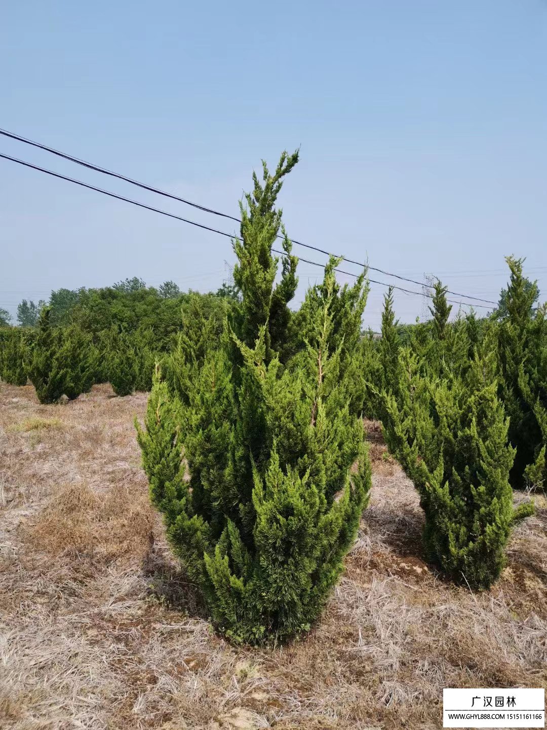 崇川区综合管网改造提升一期工程（青年路）工程苗木拍卖公告