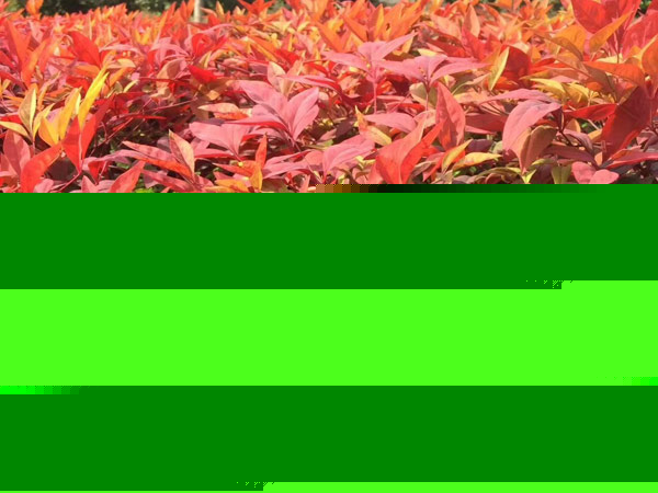 千家万盆鲜花祝福祖国——北京市民自育花卉亮相长安街国庆主题花坛